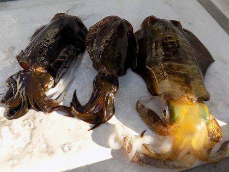 フィッシングボート空風（そらかぜ） 釣果