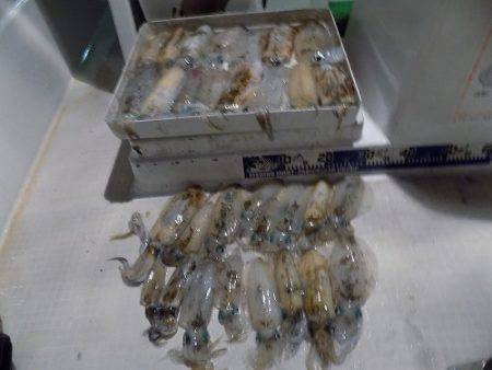 フィッシングボート空風(そらかぜ) 釣果