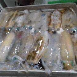 フィッシングボート空風(そらかぜ) 釣果