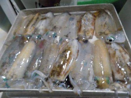 フィッシングボート空風(そらかぜ) 釣果