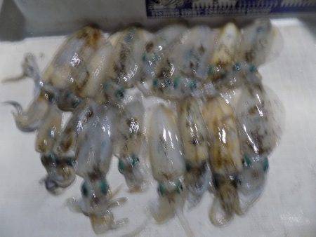 フィッシングボート空風（そらかぜ） 釣果