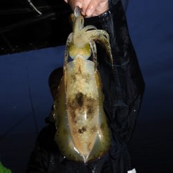 Fisherman Dreams DI 釣果