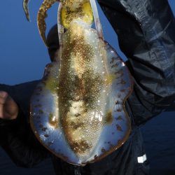 Fisherman Dreams DI 釣果