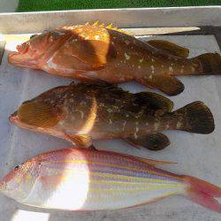 フィッシングボート空風(そらかぜ) 釣果