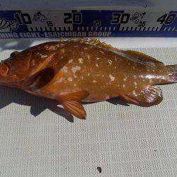 フィッシングボート空風(そらかぜ) 釣果