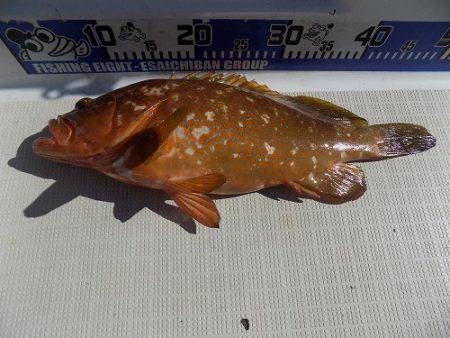 フィッシングボート空風（そらかぜ） 釣果