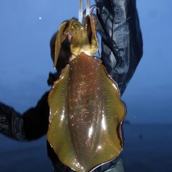 Fisherman Dreams DI 釣果