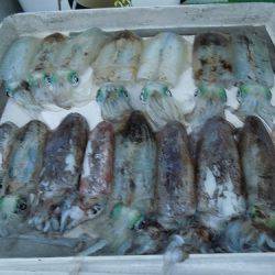 フィッシングボート空風(そらかぜ) 釣果