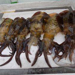 フィッシングボート空風(そらかぜ) 釣果