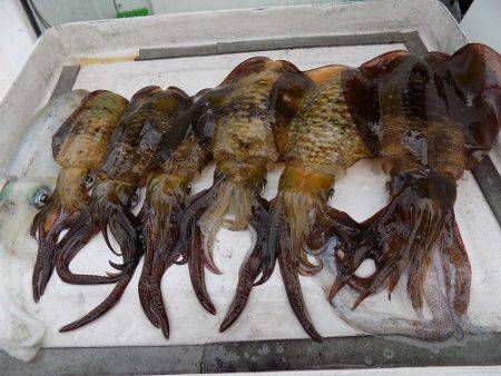 フィッシングボート空風（そらかぜ） 釣果