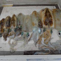 フィッシングボート空風(そらかぜ) 釣果