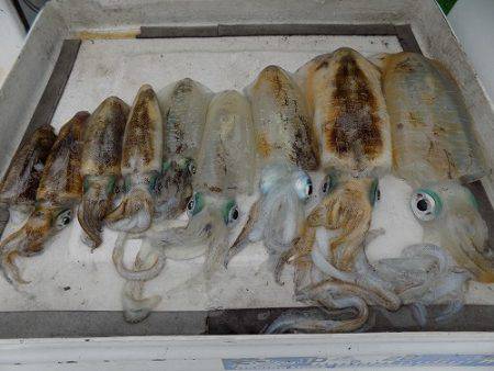 フィッシングボート空風(そらかぜ) 釣果