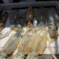 フィッシングボート空風(そらかぜ) 釣果