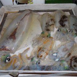 フィッシングボート空風(そらかぜ) 釣果