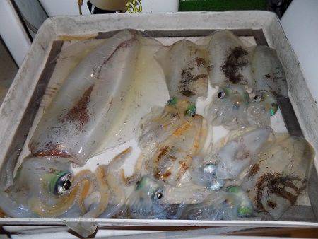 フィッシングボート空風(そらかぜ) 釣果