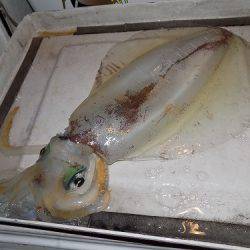 フィッシングボート空風(そらかぜ) 釣果