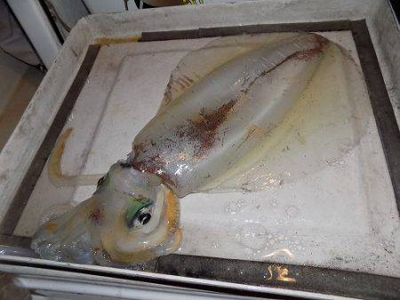 フィッシングボート空風(そらかぜ) 釣果