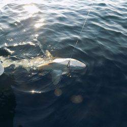 フィッシングボート空風(そらかぜ) 釣果