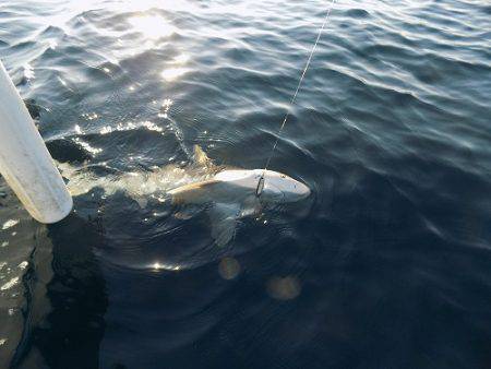 フィッシングボート空風(そらかぜ) 釣果