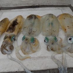 フィッシングボート空風(そらかぜ) 釣果