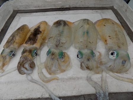 フィッシングボート空風(そらかぜ) 釣果