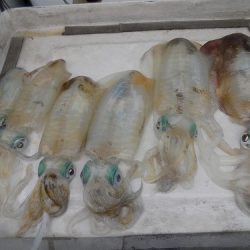 フィッシングボート空風(そらかぜ) 釣果