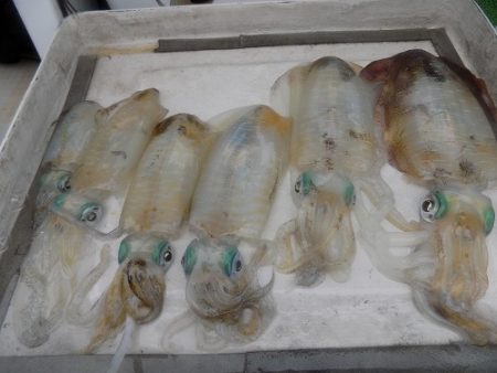 フィッシングボート空風（そらかぜ） 釣果