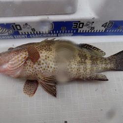 フィッシングボート空風(そらかぜ) 釣果