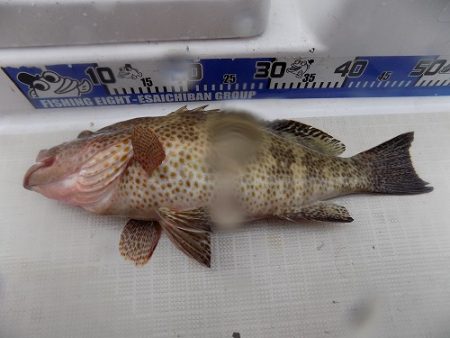 フィッシングボート空風(そらかぜ) 釣果