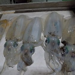 フィッシングボート空風(そらかぜ) 釣果