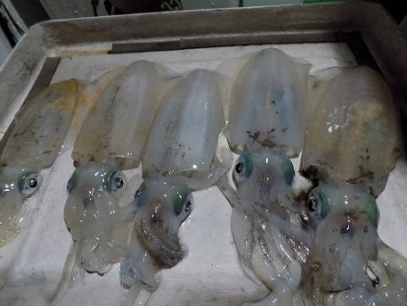 フィッシングボート空風(そらかぜ) 釣果