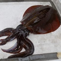 フィッシングボート空風(そらかぜ) 釣果