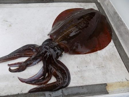 フィッシングボート空風(そらかぜ) 釣果