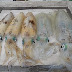 フィッシングボート空風(そらかぜ) 釣果