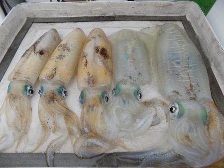 フィッシングボート空風(そらかぜ) 釣果