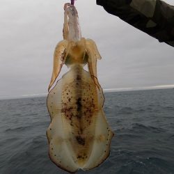 フィッシングボート空風(そらかぜ) 釣果