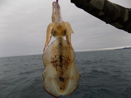フィッシングボート空風（そらかぜ） 釣果