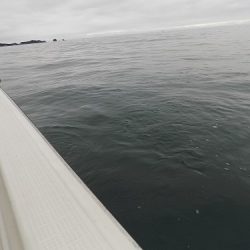 フィッシングボート空風(そらかぜ) 釣果