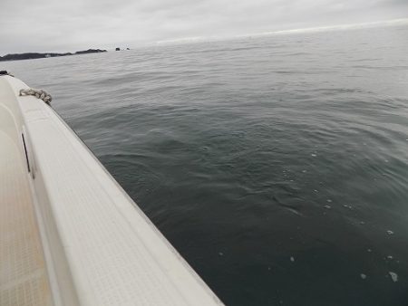 フィッシングボート空風(そらかぜ) 釣果
