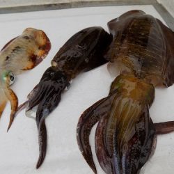 フィッシングボート空風(そらかぜ) 釣果