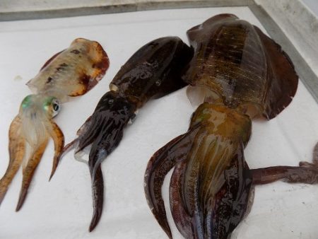 フィッシングボート空風(そらかぜ) 釣果