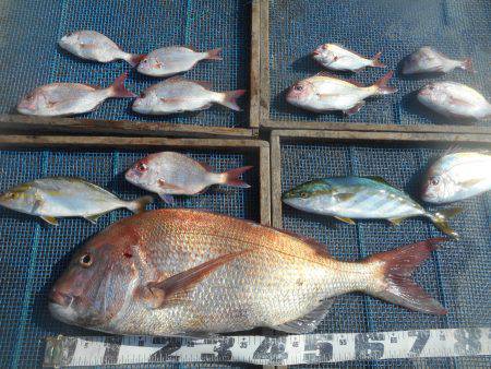 大進丸（愛知） 釣果