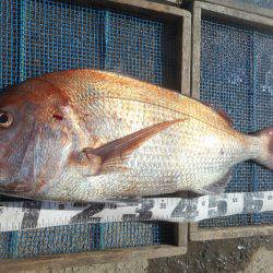 大進丸（愛知） 釣果