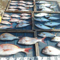 大進丸（愛知） 釣果