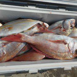 大進丸（愛知） 釣果