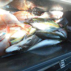 大進丸（愛知） 釣果