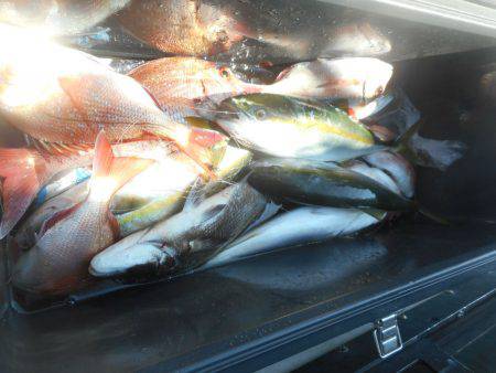 大進丸（愛知） 釣果