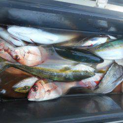 大進丸（愛知） 釣果