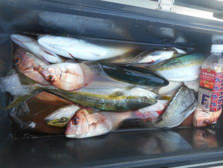 大進丸（愛知） 釣果