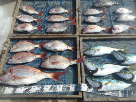 大進丸（愛知） 釣果